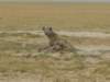 spottedhyenasinamboselinationalparkkenya_small.jpg
