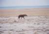 spottedhyenawesawmanyinamboselinationalparkkenya_small.jpg