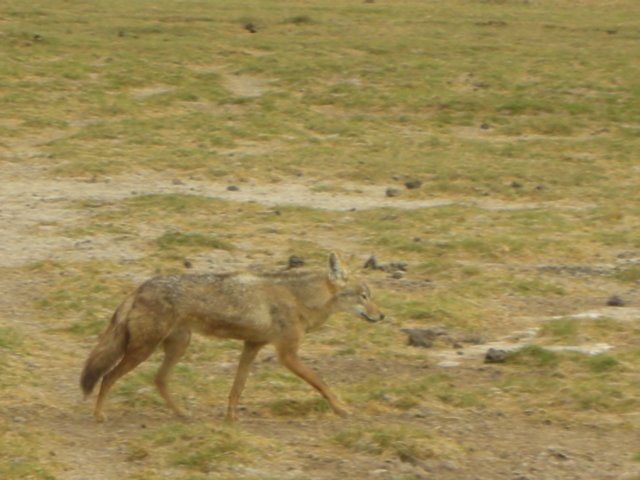 suchasthisgoldenjackal.jpg