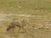 suchasthisgoldenjackal_small.jpg