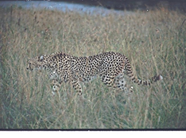 thecheetahmovedonfromonehilltothenextabeautifulsight2.jpg