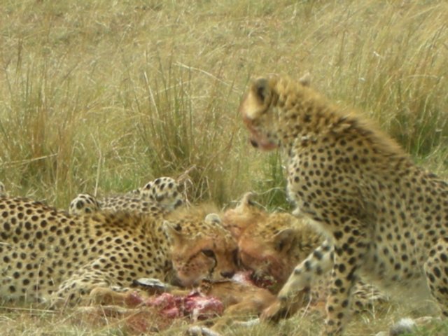 thegroupof4cheetahshuntedanimpalaforbreakfast2.jpg