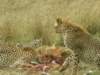 thegroupof4cheetahshuntedanimpalaforbreakfast2_small.jpg