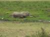thereareseveralswampsinamboselinationalparkkenya_small.jpg