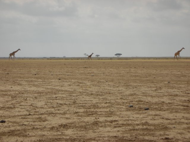 thesurfaceoflakeamboseliisdryexceptintheextendedwetseason.jpg