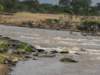 thezebrasseemedtoformgroupswhichattempttherivercrossing_small.jpg