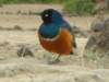 thisbirdiscommonalloverkenya_small.jpg