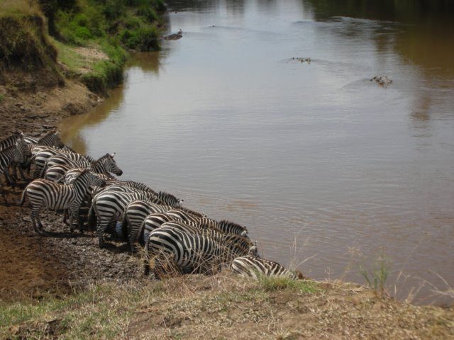 thisencouragesthezebrastodrink.jpg