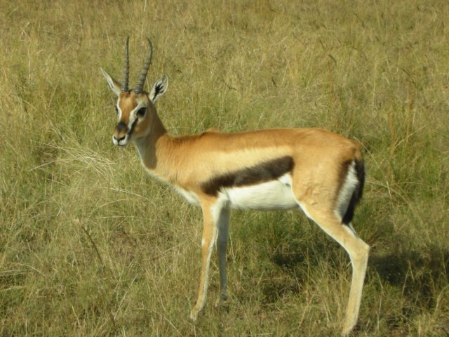 thomsongazelle.jpg