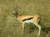 thomsongazelle_small.jpg