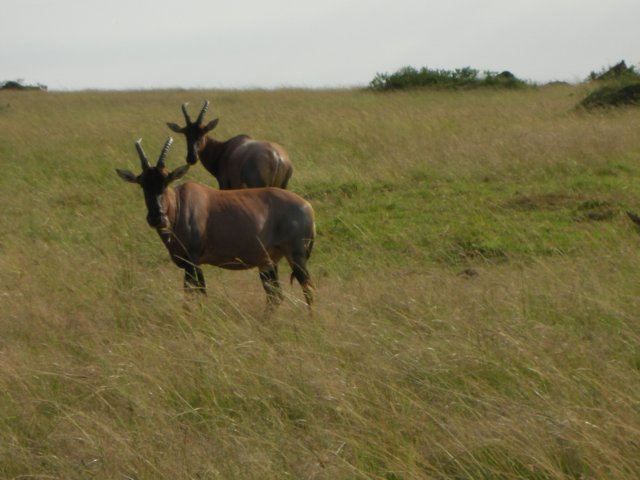 topisinmasaimaranationalreservekenya.jpg