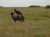 topisinmasaimaranationalreservekenya_small.jpg