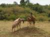 topistheyliketostandonhillstoviewtheirsurroundingandasterritorialadvertisementmasiamarakenya_small.jpg