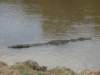 untilthecrocodiledecidestoleaveswimmingonthesurfacetotheothershore_small.jpg