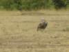 vulturemasaimaranationalreservekenya_small.jpg