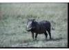warthogmasaimaranationalreservekenya_small.jpg
