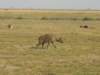 wecounted10hyenaswhowantedsomeofthezebrathe2lionesseshadforbreakfast_small.jpg