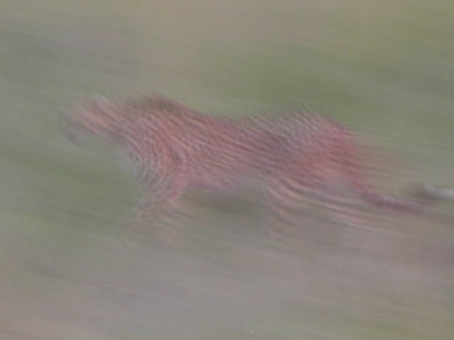 wespottedcheetahintheearlyhours.jpg