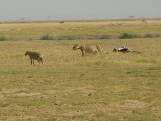 wewereimpressedbythegreatrespectthehyenashadfromthelionswhosometimesevenwalkedawayfromthezebra.jpg