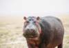 weweresurprisedtofindseveralhipposgrazinginthedaytimeinamboselinationalparkkenya_small.jpg