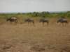 wildebeestinamboselinationalparkkenya_small.jpg