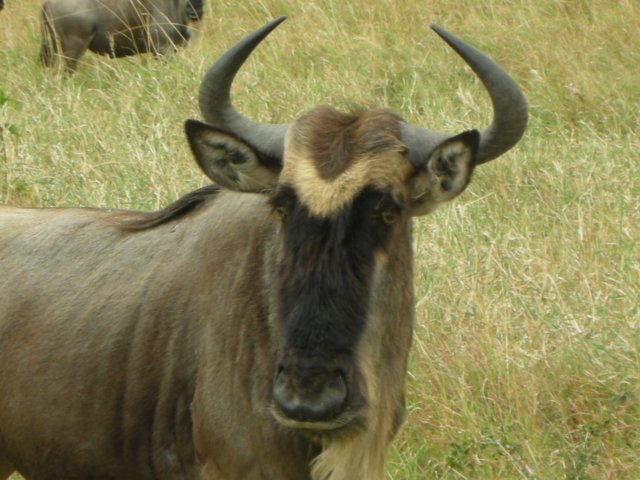 wildebeestthemostcommonlargeanimalinthemasaimaraserengetiecosystem.jpg