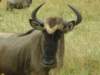 wildebeestthemostcommonlargeanimalinthemasaimaraserengetiecosystem_small.jpg
