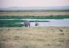 zebrascrossingaswampinamboselinationalparkkenya_small.jpg