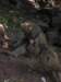 aroundvictoriafallsaremanybaboonsandtheylikestealingfoodfrompeople_small.jpg