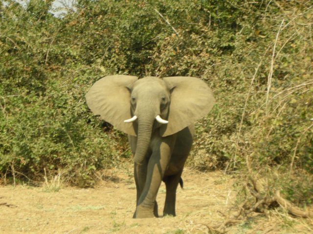 histrunkishalfmissingprobablyduetoacrocodilewehaveseenshortenedtrunksandtailsonseveralelephants.jpg