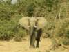 histrunkishalfmissingprobablyduetoacrocodilewehaveseenshortenedtrunksandtailsonseveralelephants_small.jpg