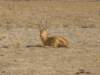 malepukuinsouthluangwanationalparkzambia_small.jpg