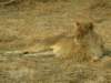 onourmorninggamedrivewefoundthemotherandauntofthe3babiessouthluangwanationalparkzambia_small.jpg