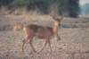 pukuarareantilopespeciestheylooklikefurrysomewhatfatimpalassouthluangwanationalparkzambia_small.jpg