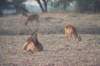 pukusinsouthluangwanationalparkzambia_small.jpg