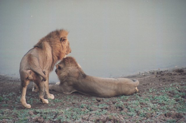 southluangwanatioanlparkzambia.jpg
