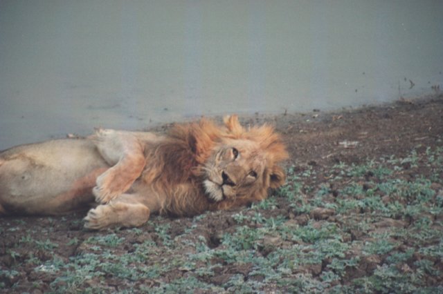 southluangwanationalparkzambia.jpg