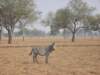 southluangwanationalparkzambia10_small.jpg