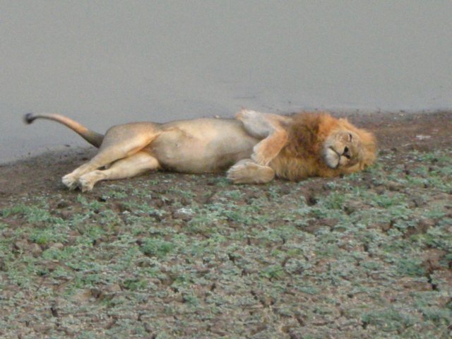 southluangwanationalparkzambia3.jpg
