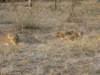 southluangwanationalparkzambia5_small.jpg