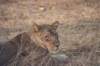 southluangwanationalparkzambia6_small.jpg