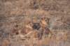 southluangwanationalparkzambia7_small.jpg
