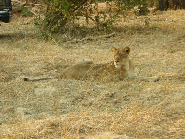 southluangwanationalparkzambia8.jpg