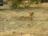 southluangwanationalparkzambia8_small.jpg