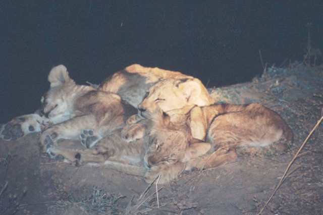 these3babylionswereleftbytheirmotherthathadgonehuntingtheydidnotseemtomindthelight.jpg