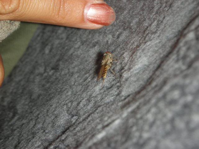 tsetseflytheyareabitbiggerthancommonflies.jpg