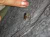 tsetseflytheyareabitbiggerthancommonflies_small.jpg