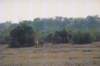 waterbuckswithanalbinoontheleftoutsideofsouthluangwanationalparkzambia_small.jpg