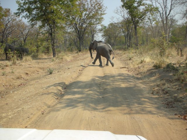 wesawquitesomeelephantsinsouthluangwanationalparkzambia.jpg