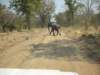wesawquitesomeelephantsinsouthluangwanationalparkzambia_small.jpg